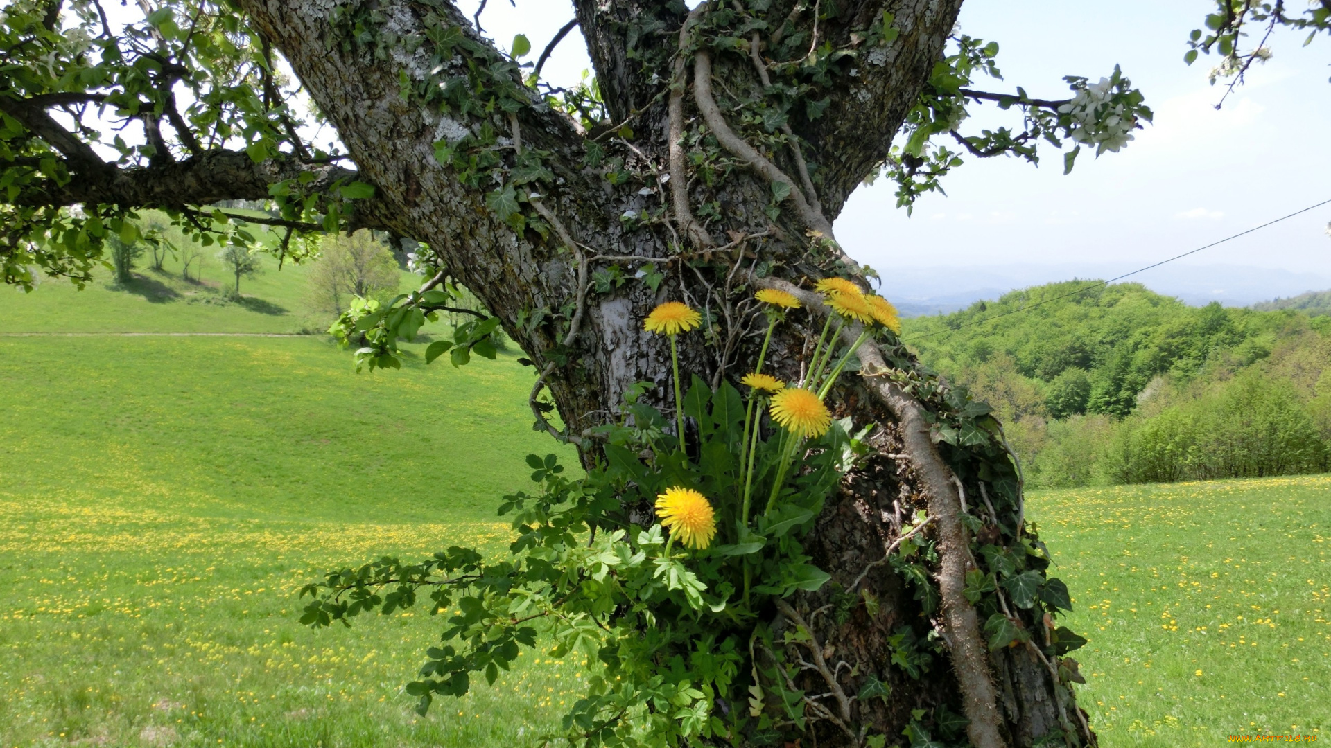 природа, деревья, одуванчики, дерево, трава, луг