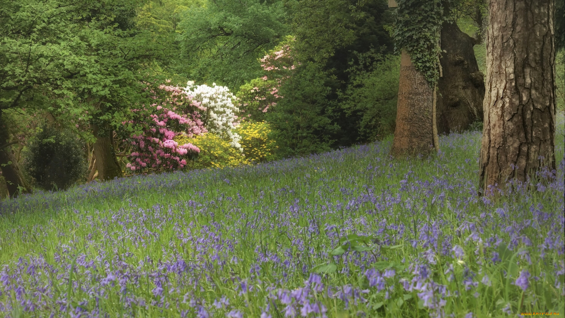 природа, лес, деревья, цветы, колокольчики, поляна, рододендроны, кусты