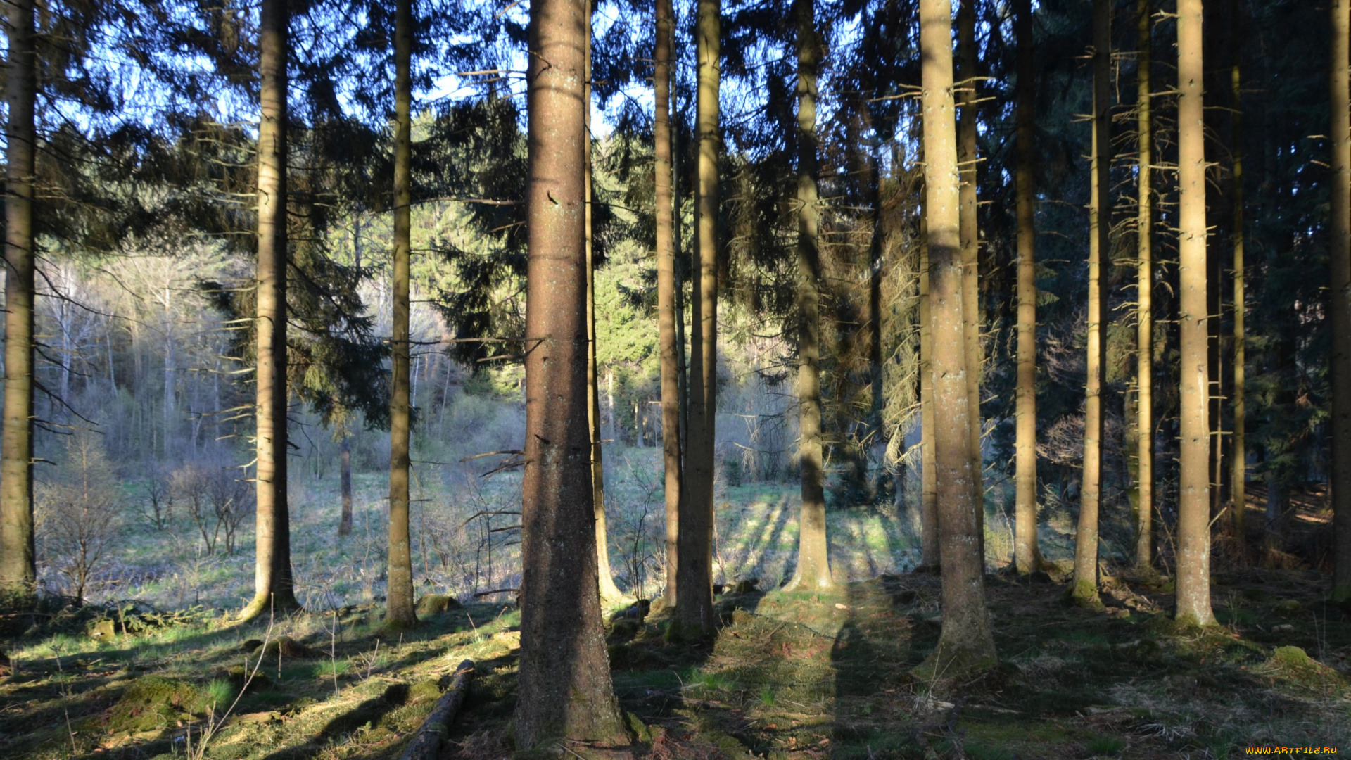 природа, лес, свет, ели, стволы