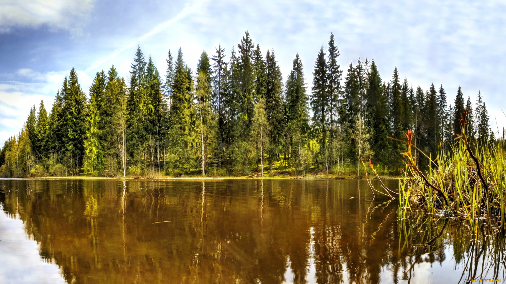 природа, реки, озера, озеро, остров, лес, осока