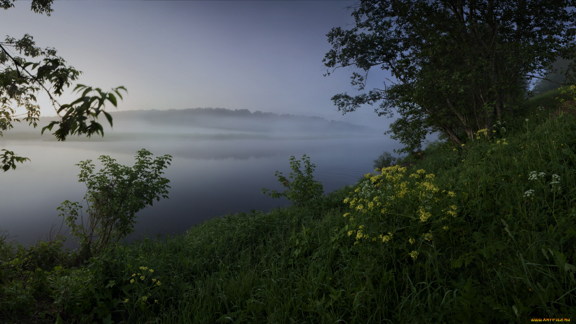 природа, реки, озера, озеро, туман, кусты