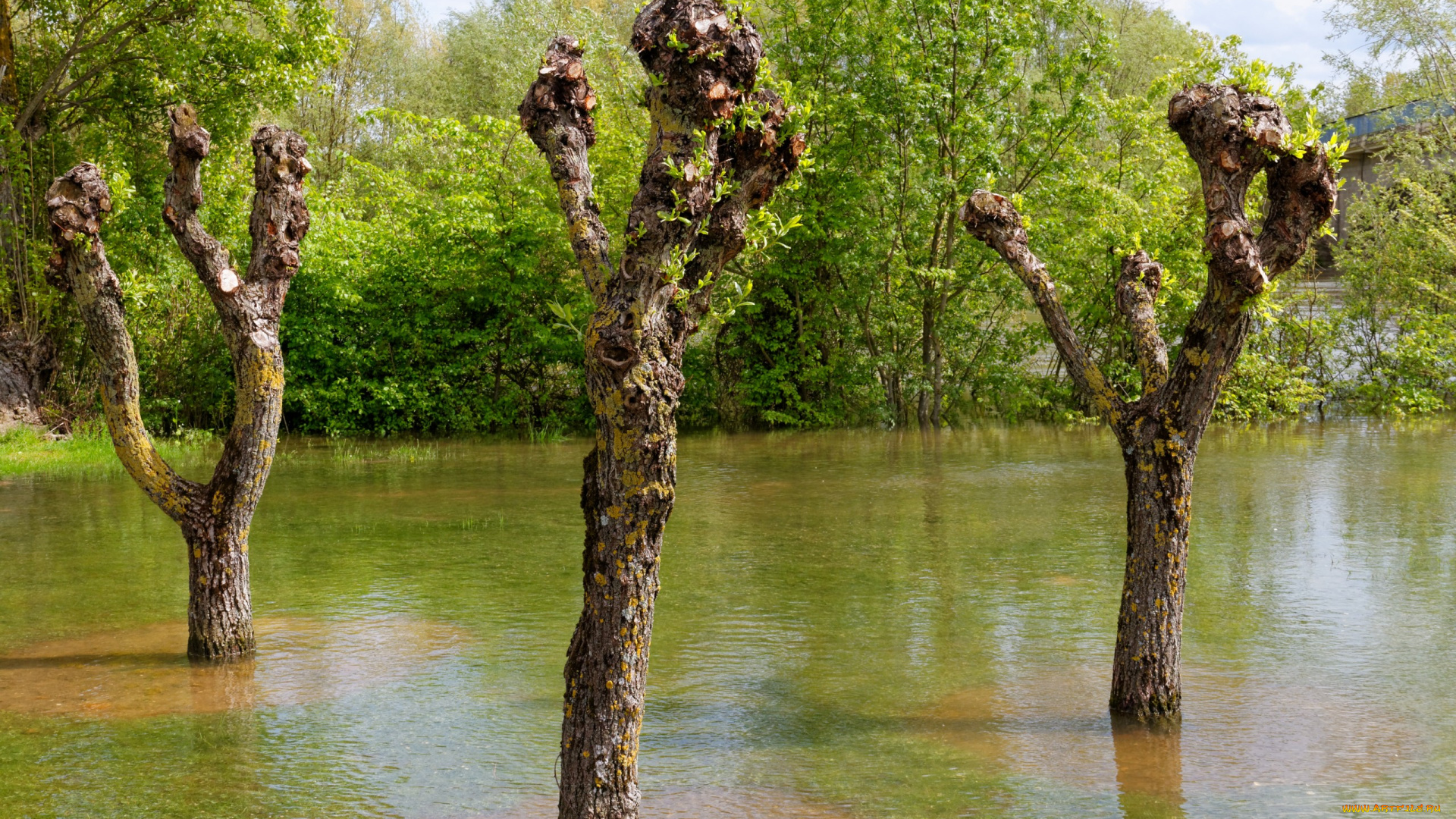 природа, реки, озера, разлив, деревья, река, весна, лес