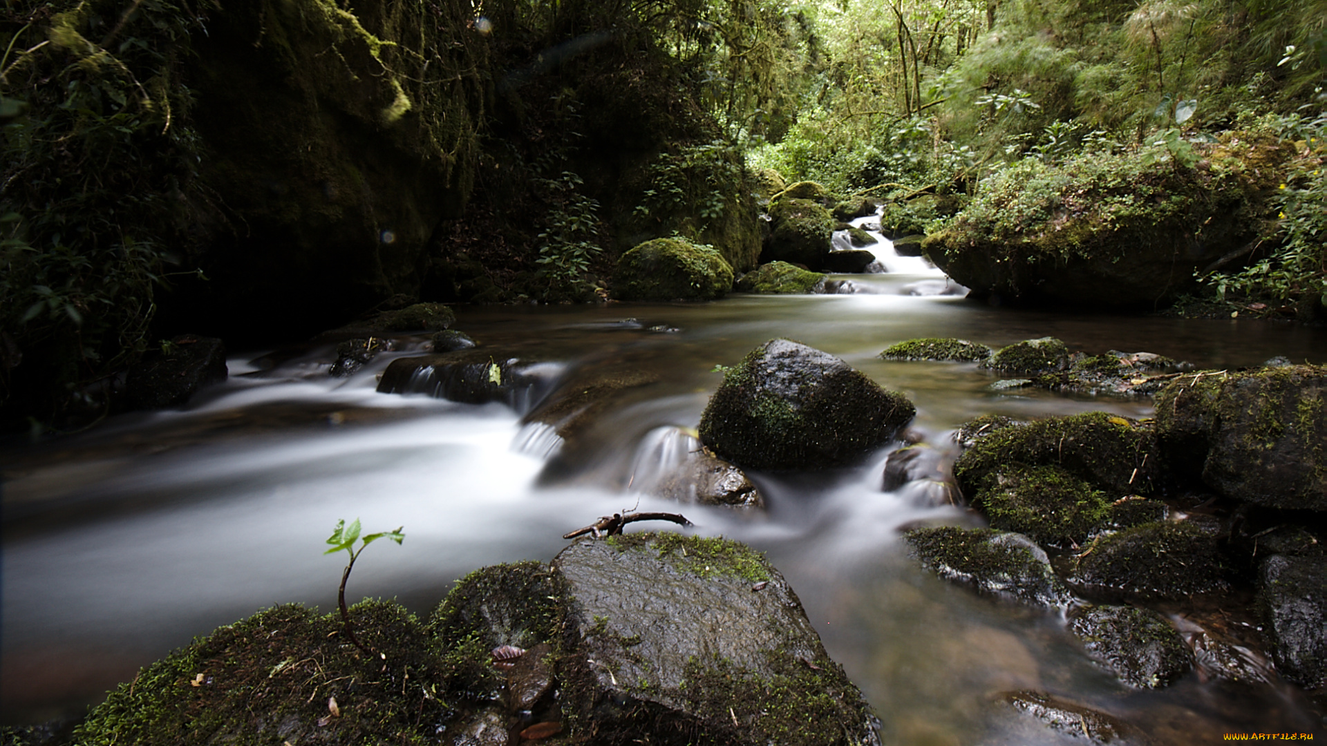 природа, реки, озера, речка, камни, трава, мох, лес
