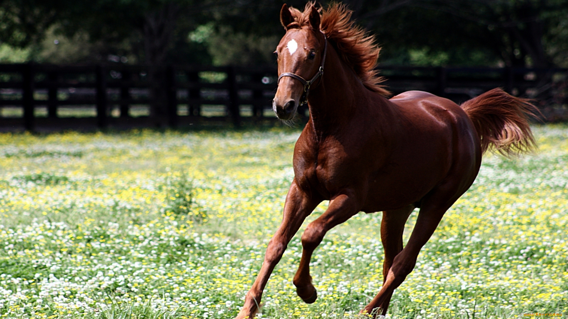 животные, лошади, гнедой, жеребенок