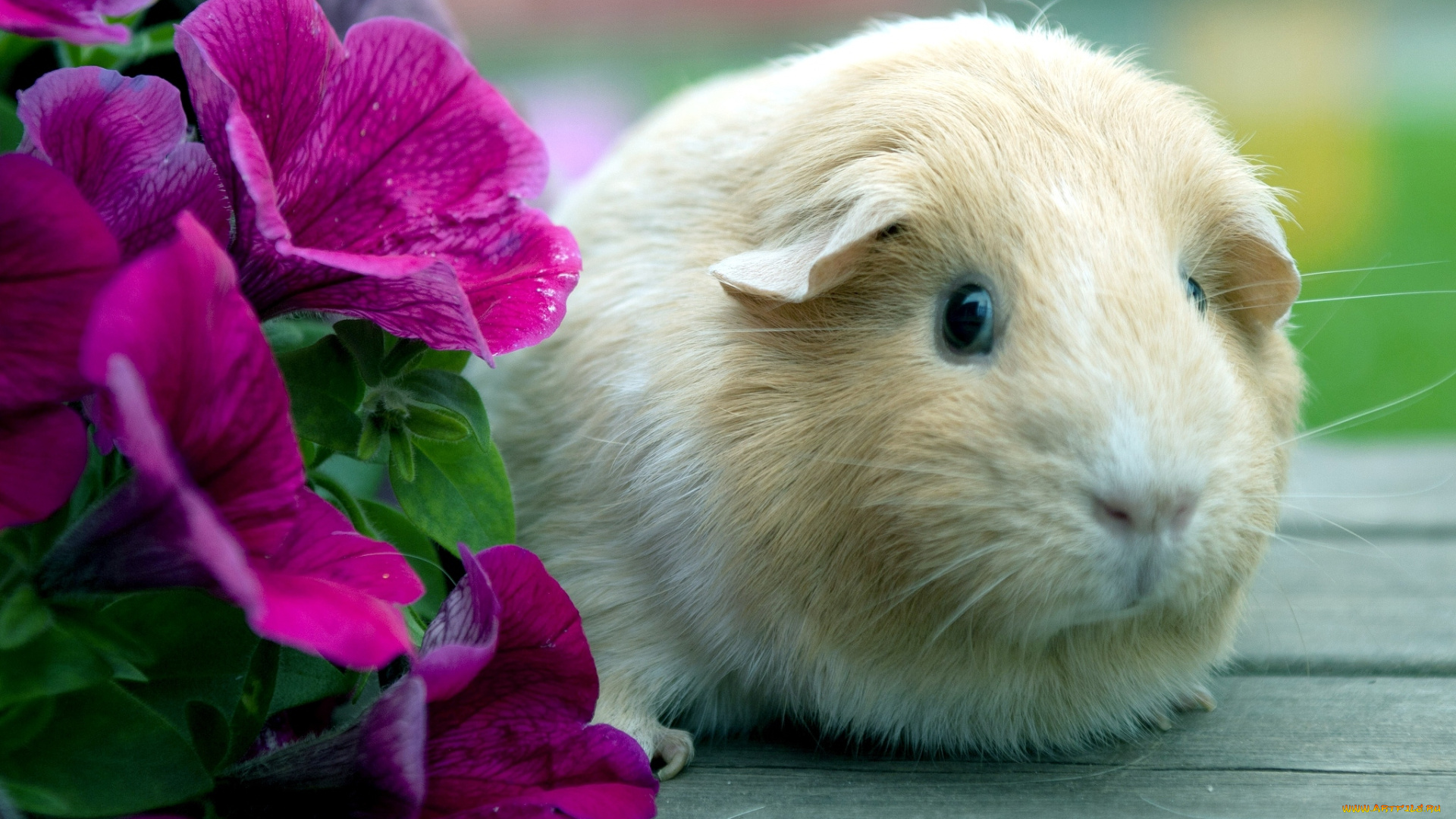 животные, морские, свинки, хомяки, цветы, морская, свинка