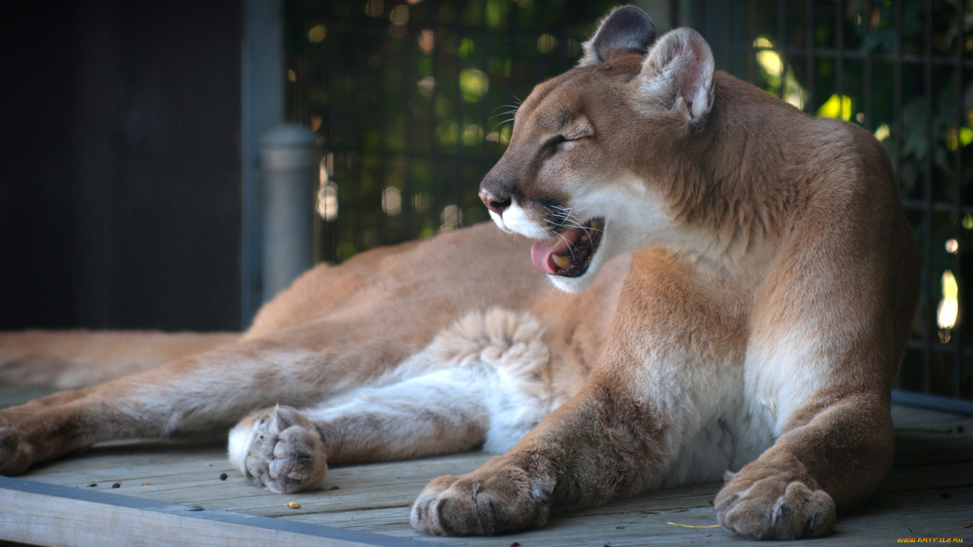 животные, пумы, кугуар, горный, лев, кошка, отдых