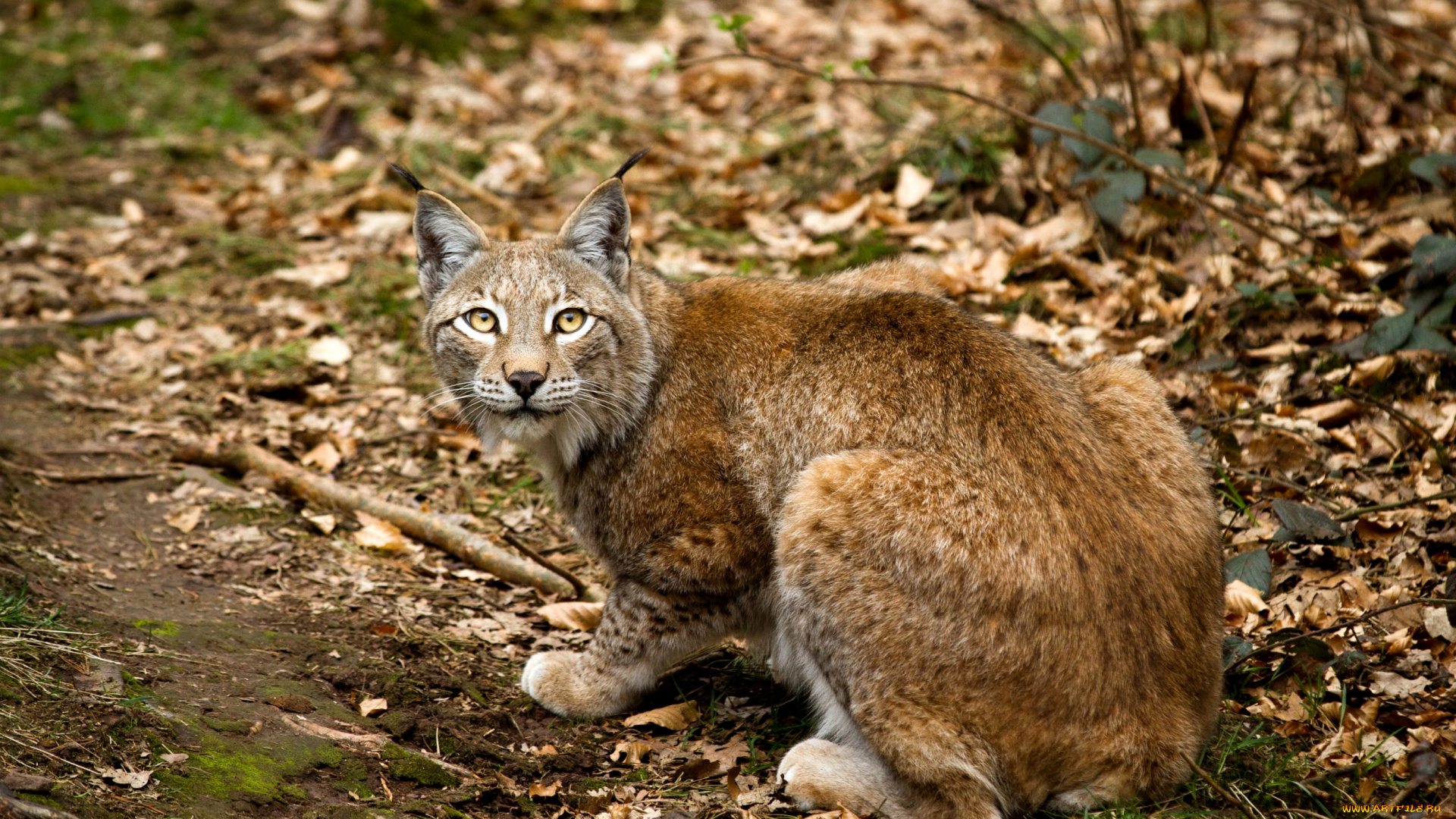 животные, рыси, кошка