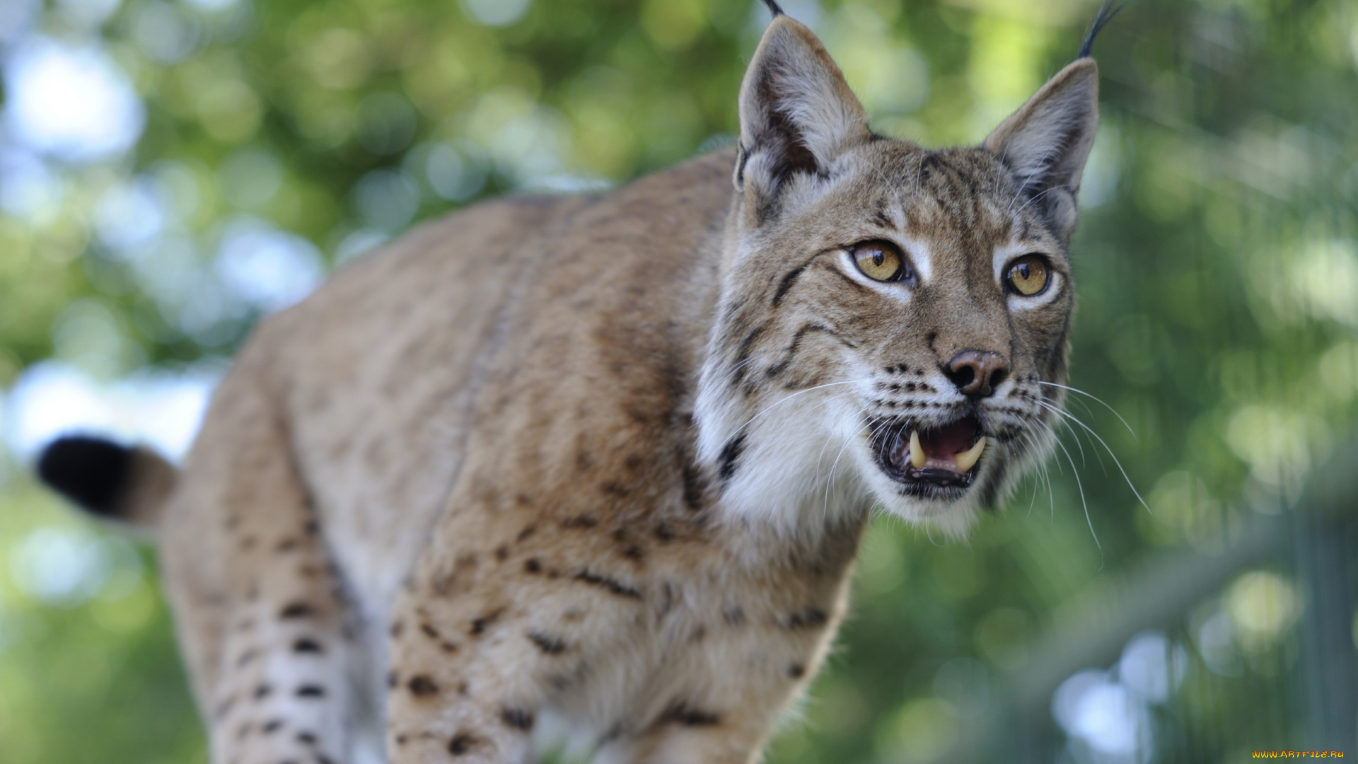 животные, рыси, кошка, пасть, клыки