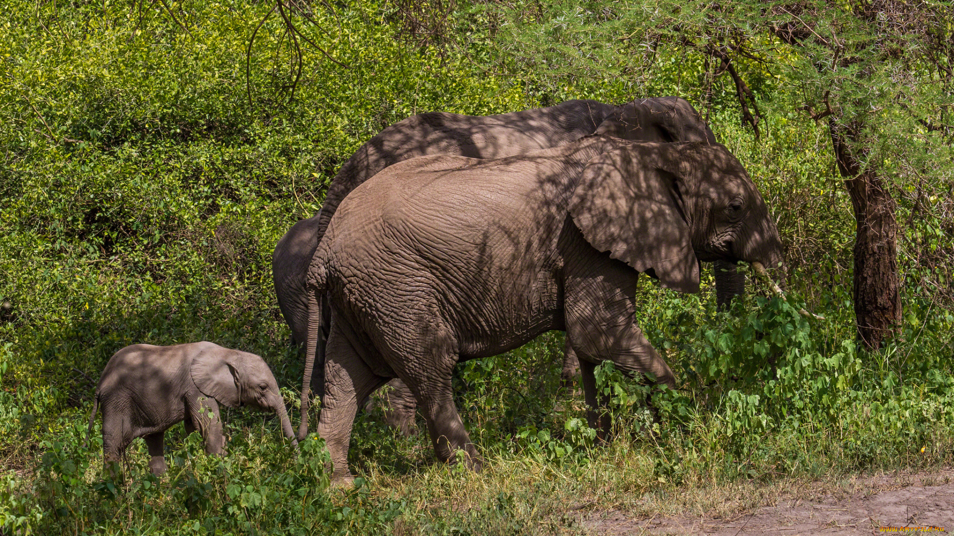 животные, слоны, малыш, хоботы, семья