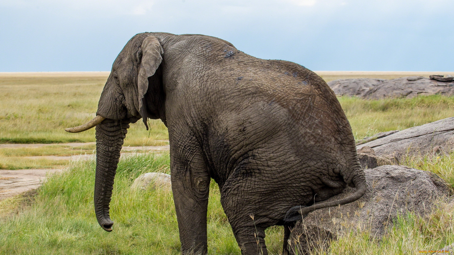 животные, слоны, саванна, трава, камень, слон, отдых