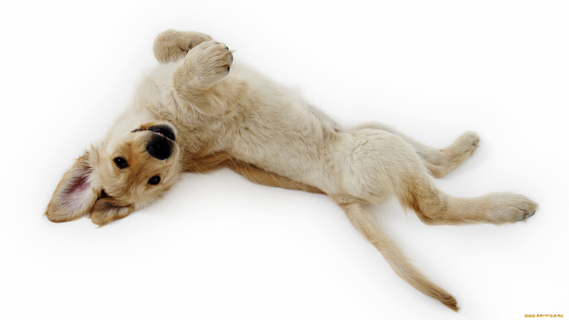 животные, собаки, шенок