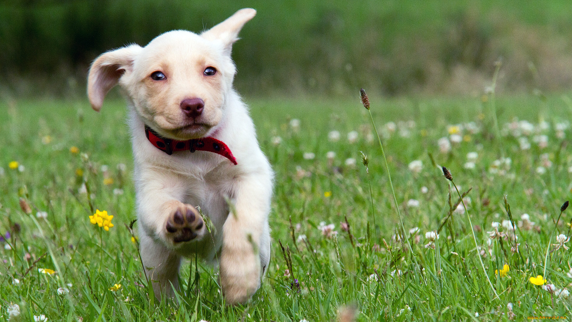 животные, собаки, шенок