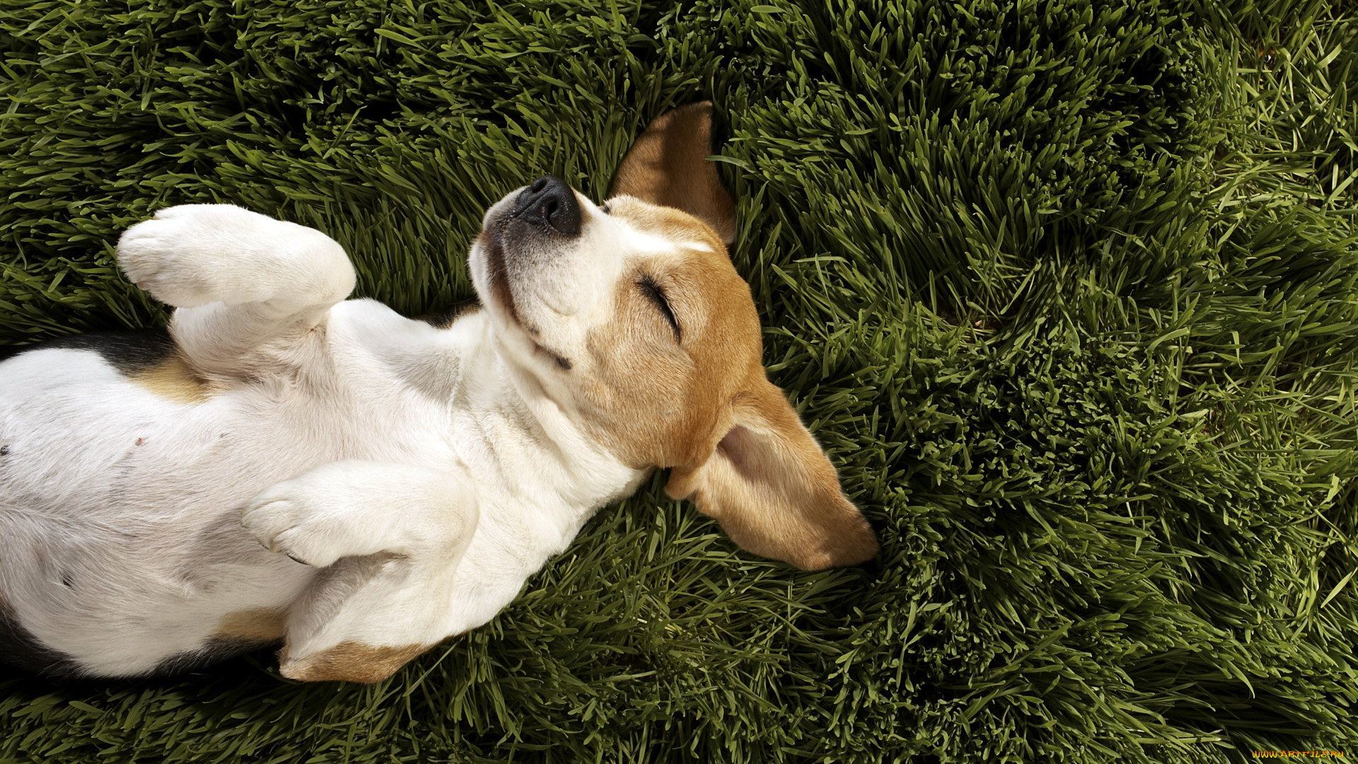 животные, собаки, шенок