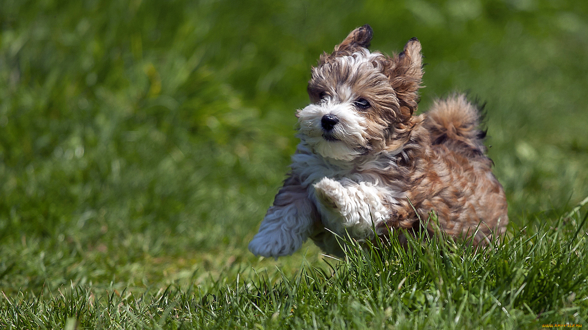 животные, собаки, шенок