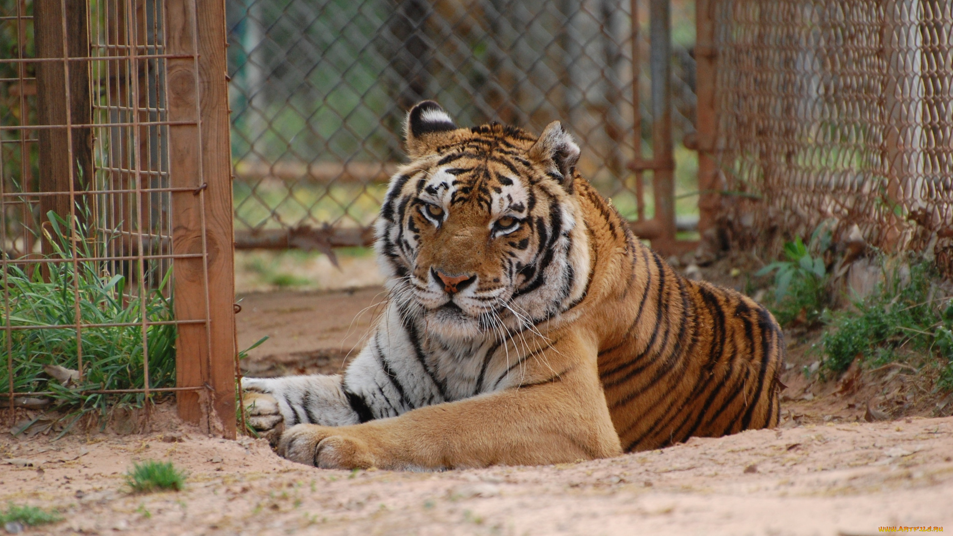 животные, тигры, лежит, кошка