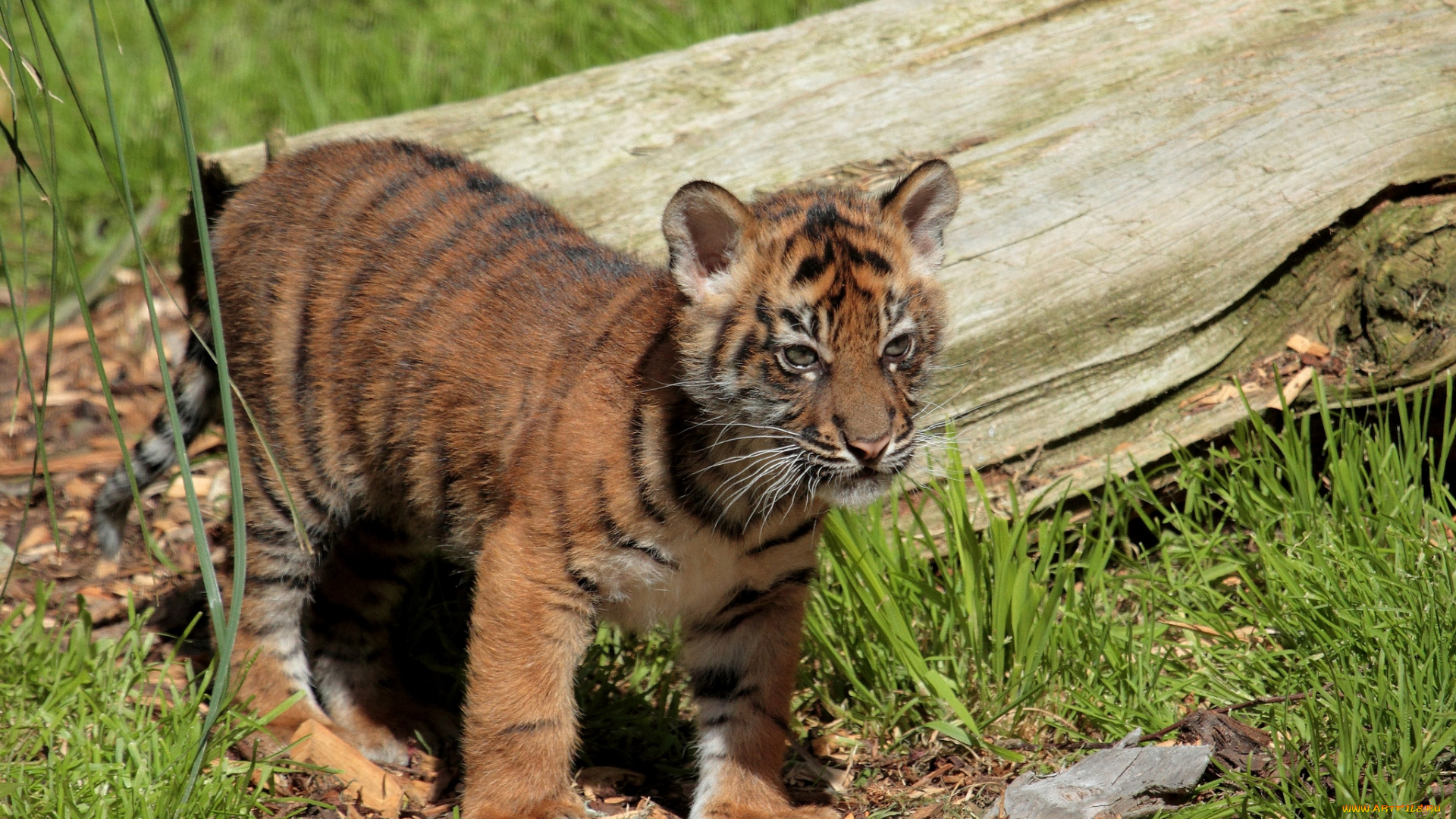 животные, тигры, малыш, тигренок