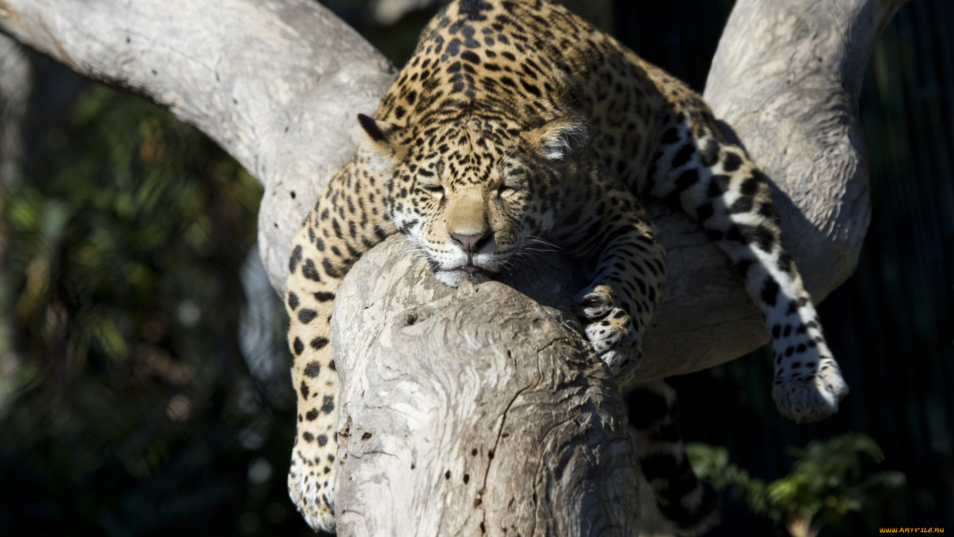 животные, Ягуары, кошка, детеныш, сон