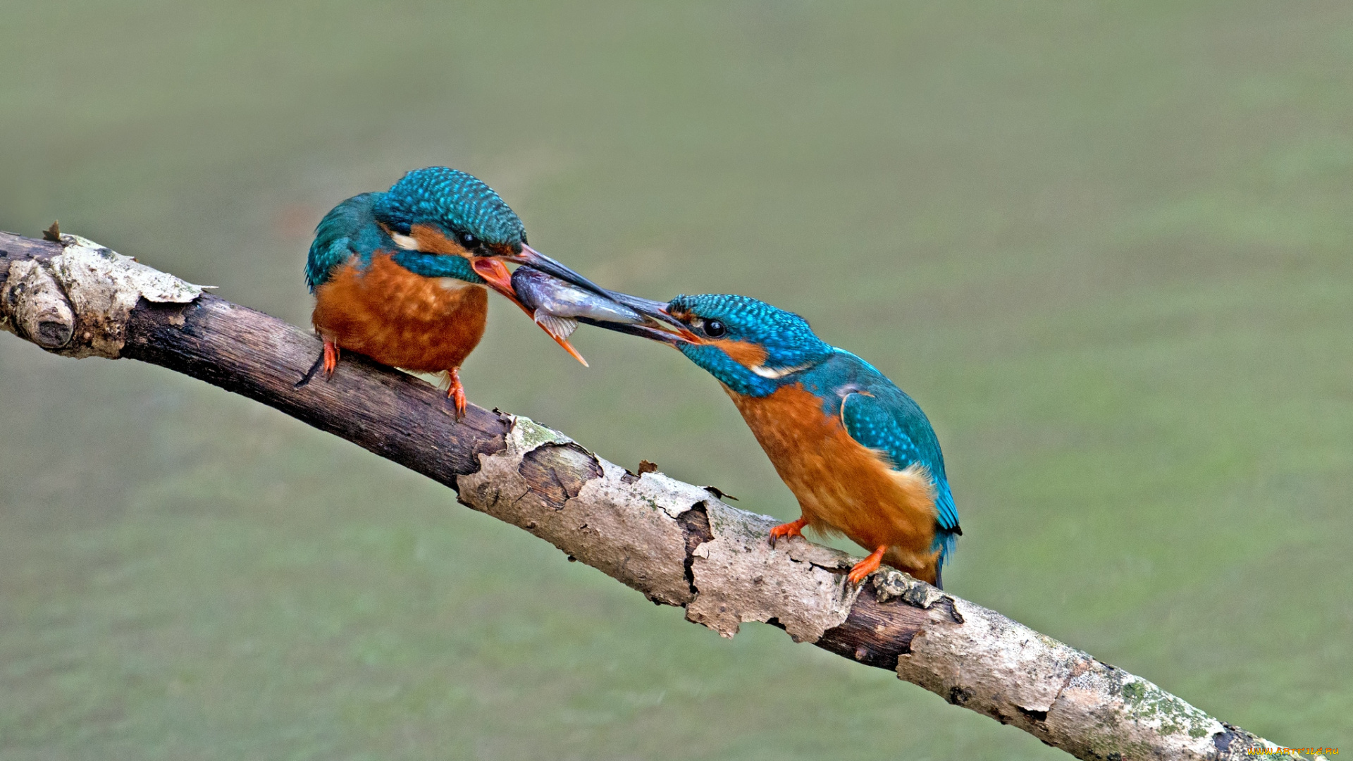 животные, зимородки, рыбешка, драка