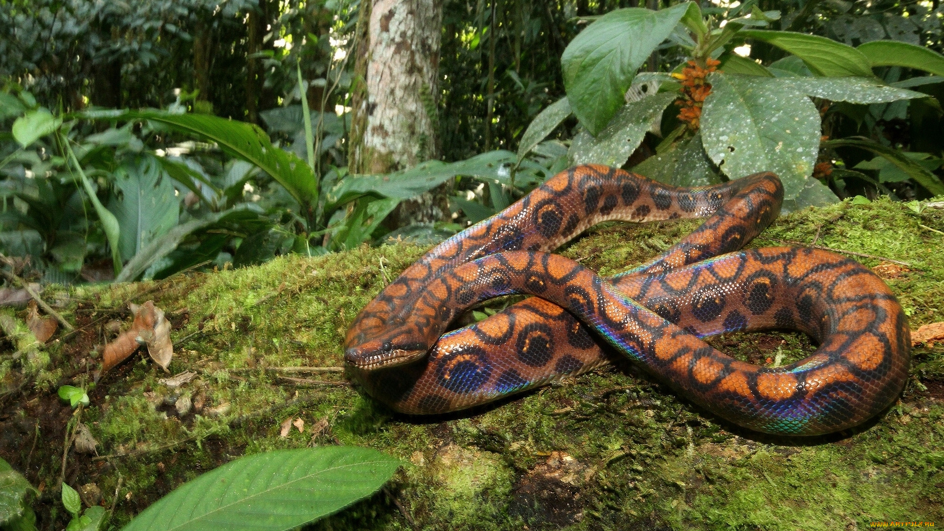 животные, змеи, питоны, кобры, листья, мох, лес, абома, радужный, удав