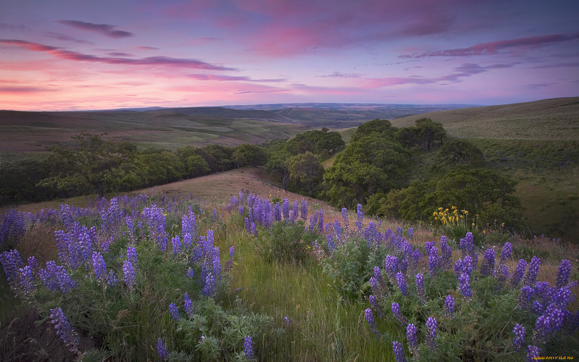 природа, луга, дереья, цветы
