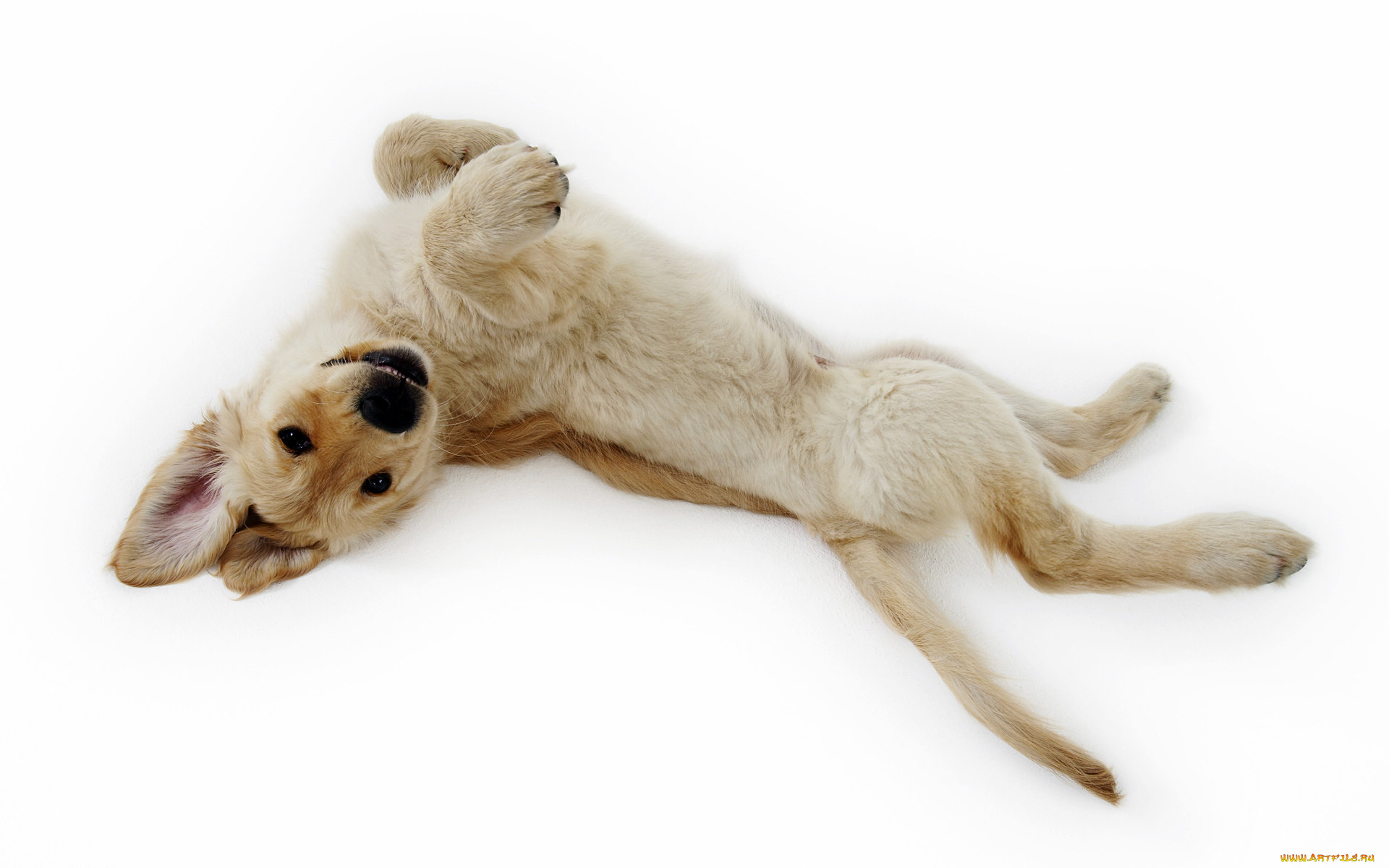 животные, собаки, шенок