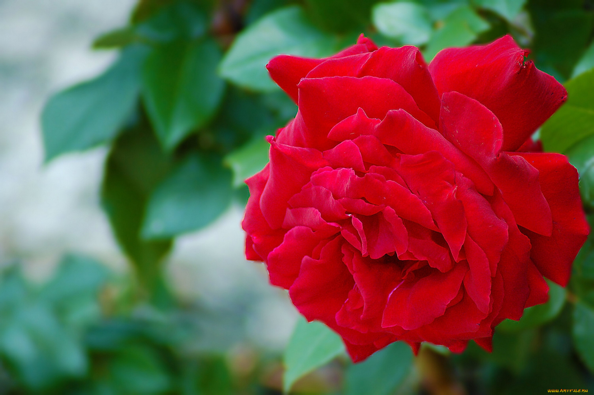 цветы, розы, макро