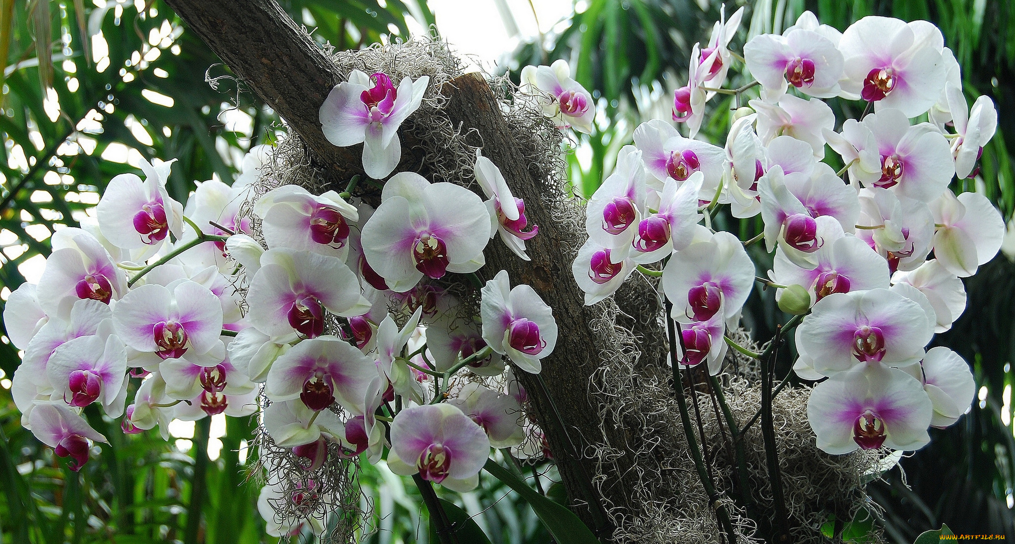 цветы, орхидеи, экзотика