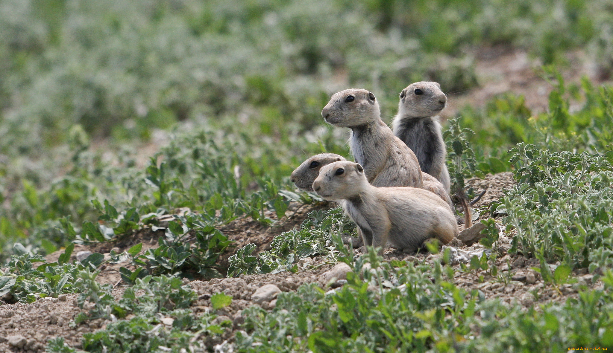 животные, белки, луговые, собачки