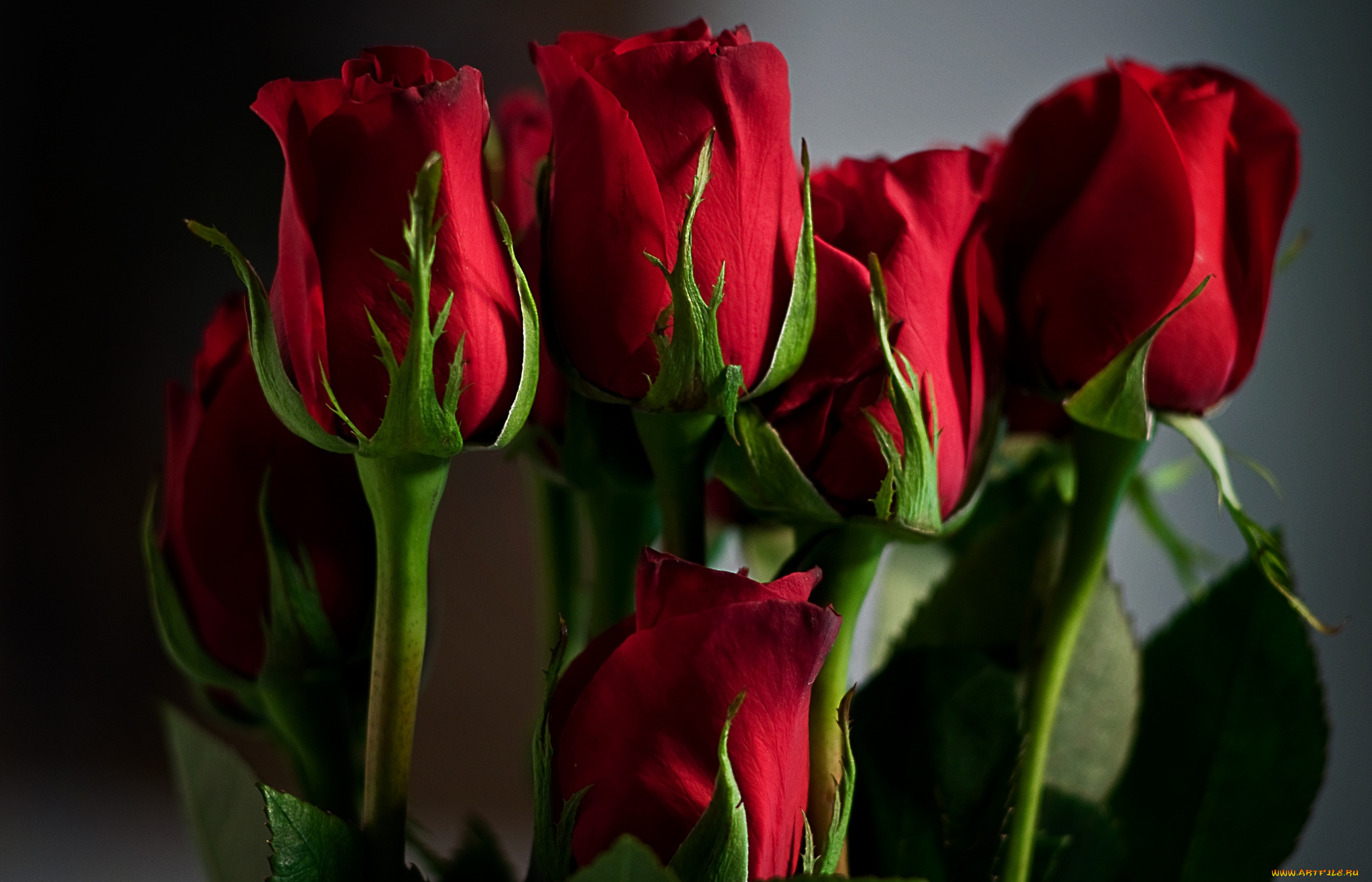 цветы, розы, бутоны, красный