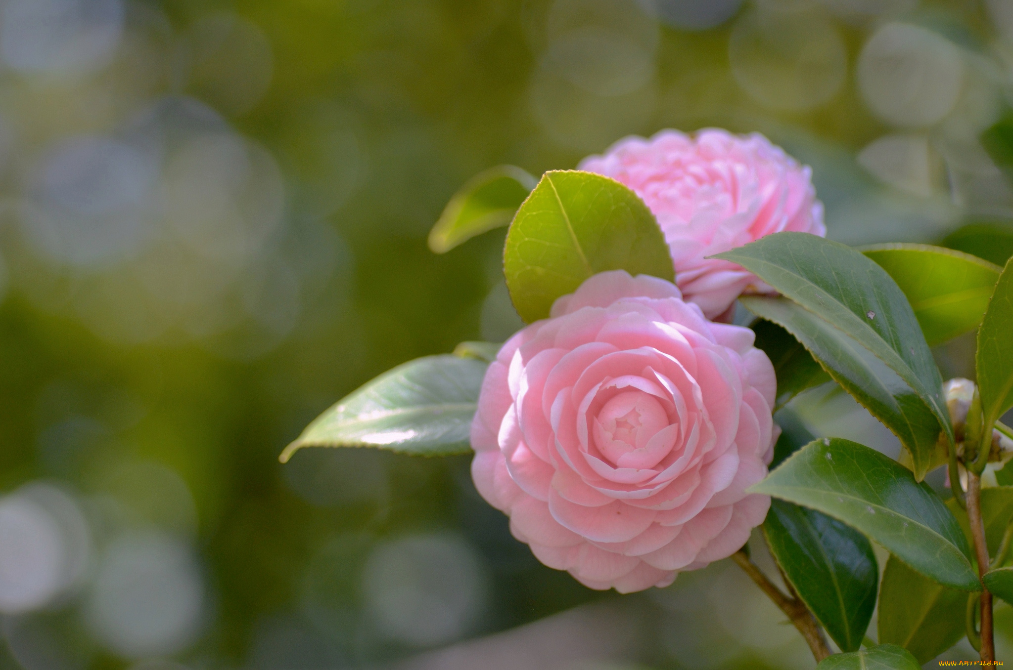 цветы, камелии, розовый