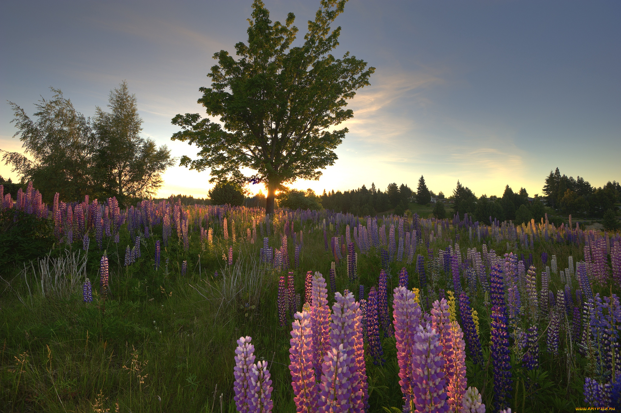 природа, луга, вечер, дерево, люпин