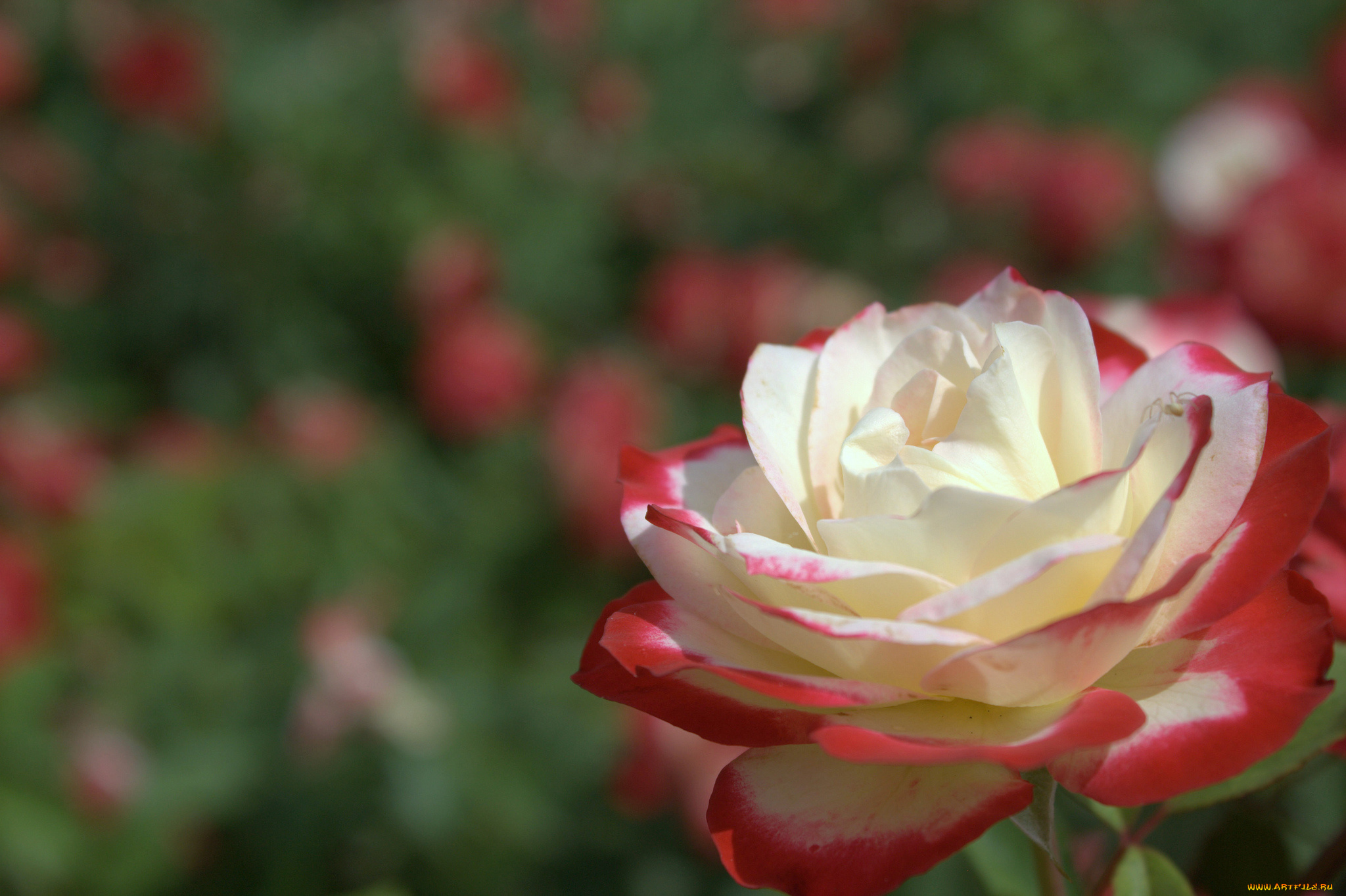 цветы, розы, макро, бутон