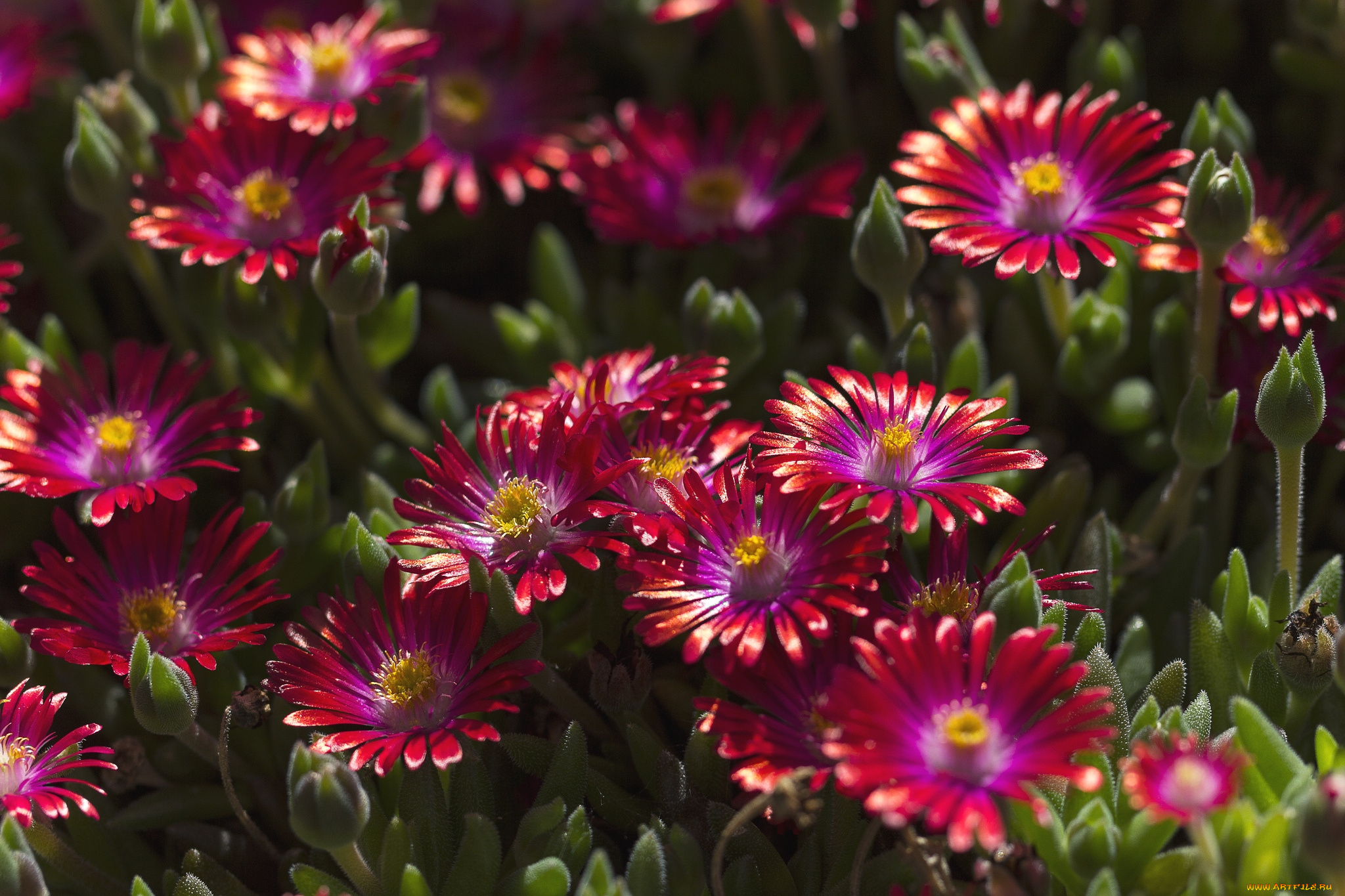 цветы, аизовые, бордовый, много