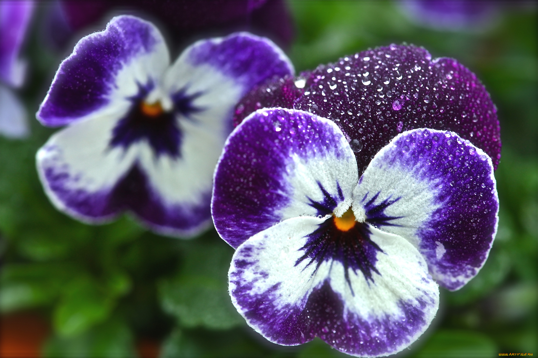 цветы, анютины, глазки, садовые, фиалки, макро, виола