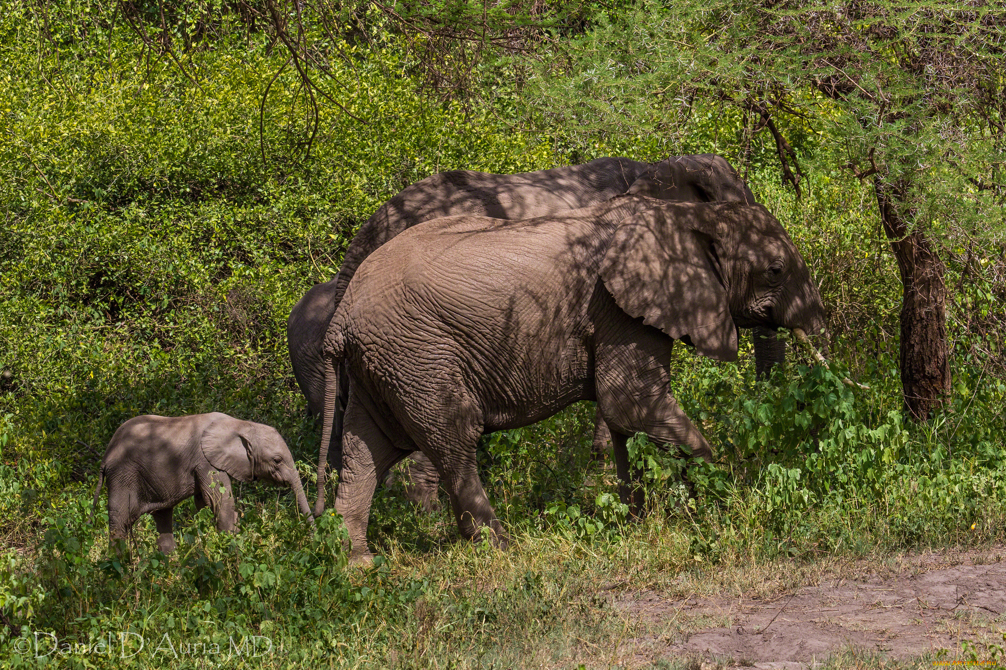 животные, слоны, малыш, хоботы, семья