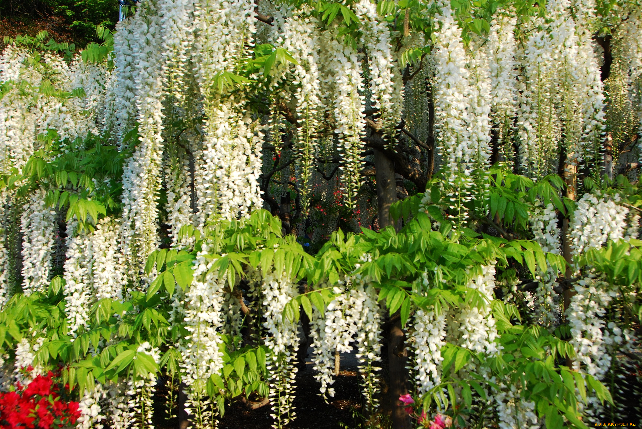 цветы, глициния, вистерия, белый