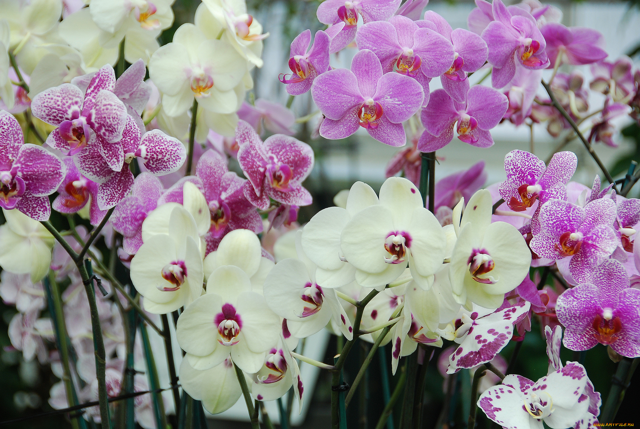 цветы, орхидеи, экзотика