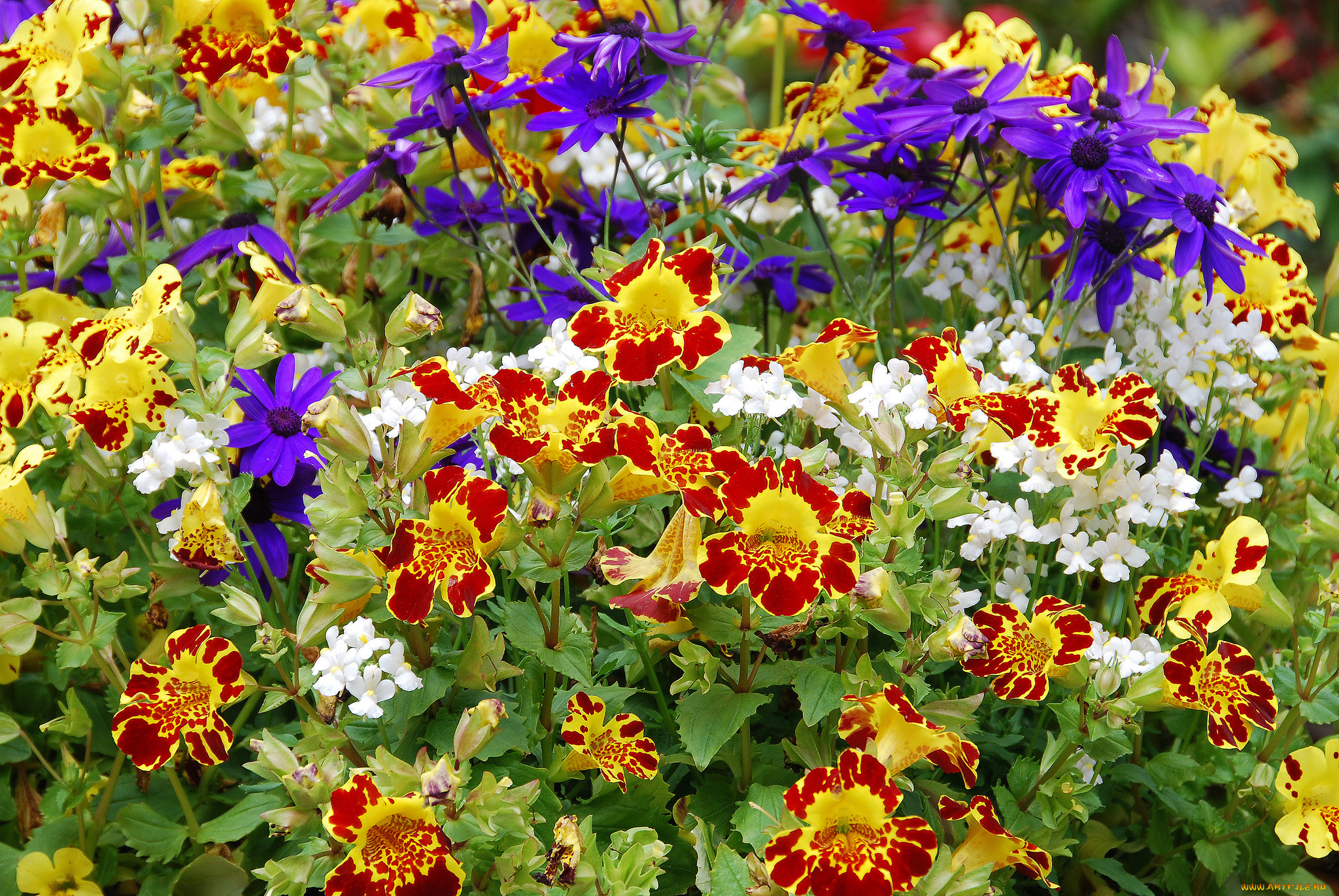 цветы, разные, вместе, клумба