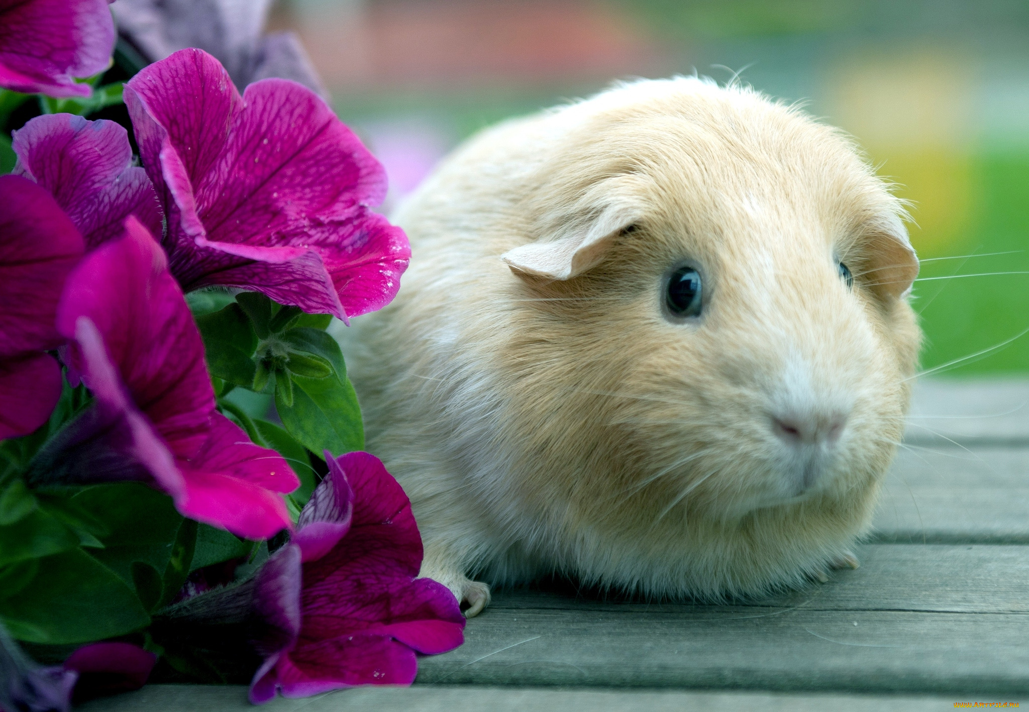 животные, морские, свинки, хомяки, цветы, морская, свинка