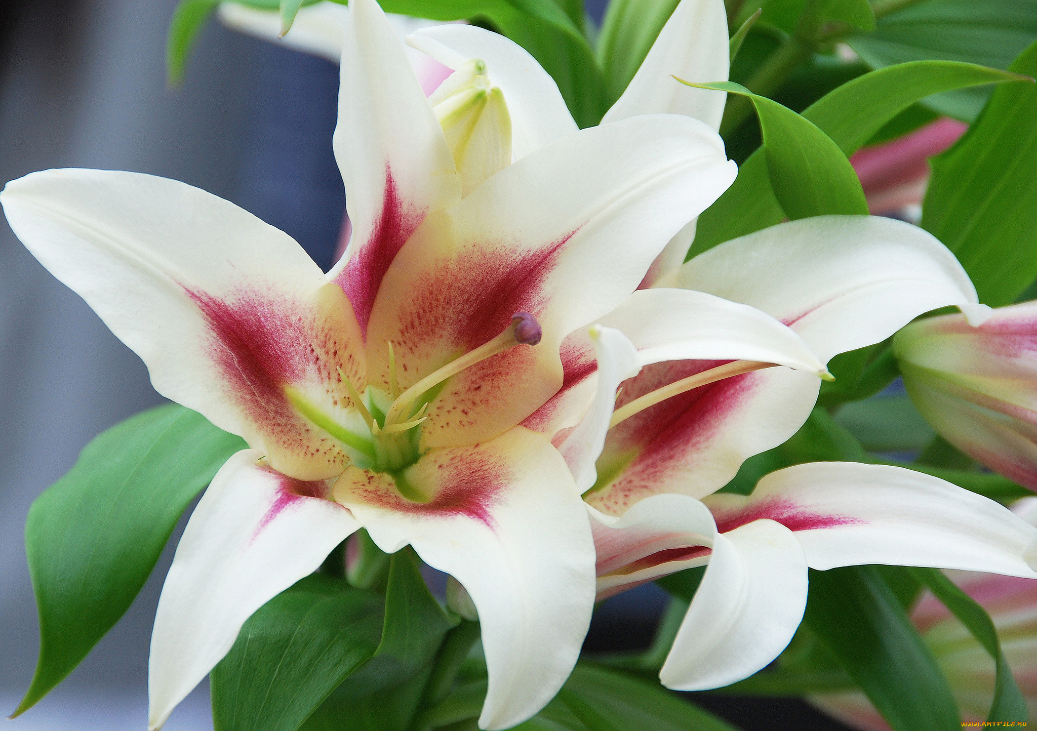 цветы, лилии, лилейники, макро, лепестки