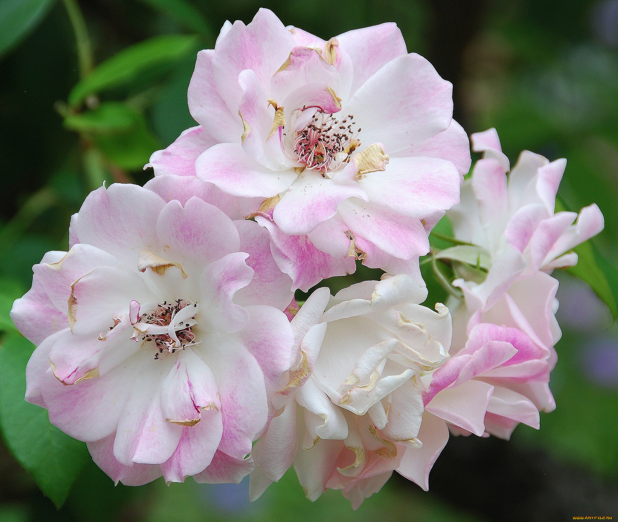 цветы, розы, макро, лепестки