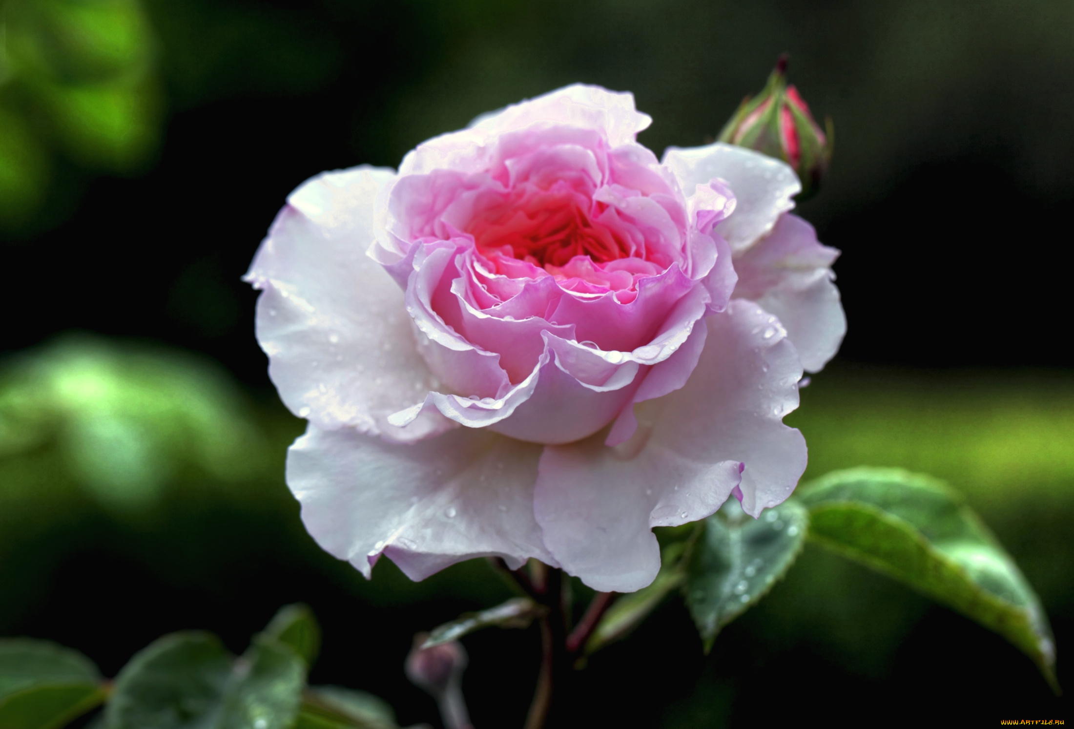 цветы, розы, розовый, бутон