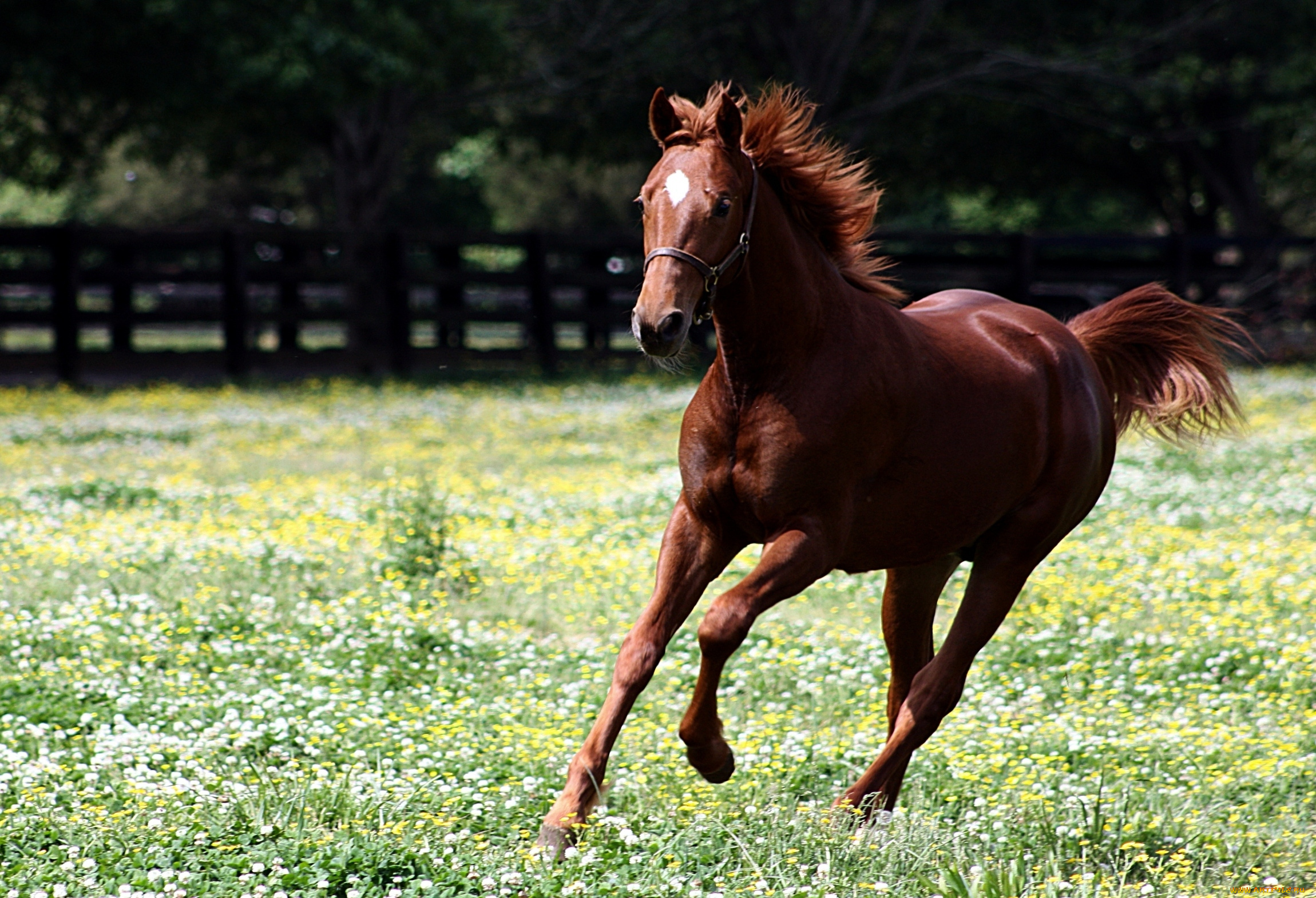 животные, лошади, гнедой, жеребенок
