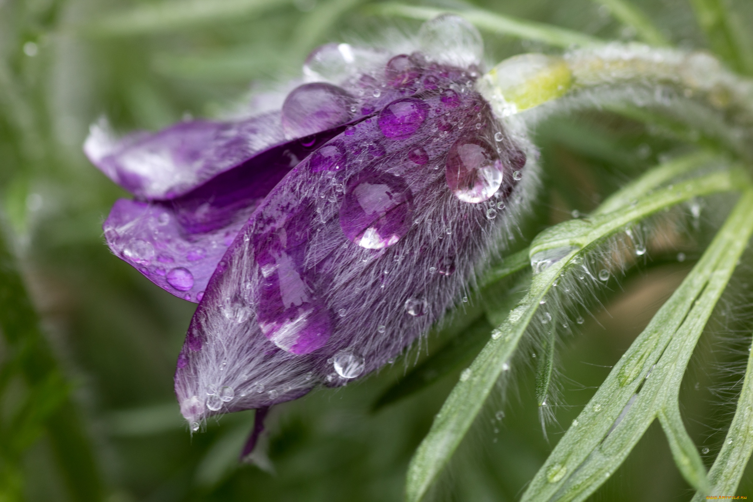 цветы, анемоны, адонисы, макро, сон-трава, капли, бутон