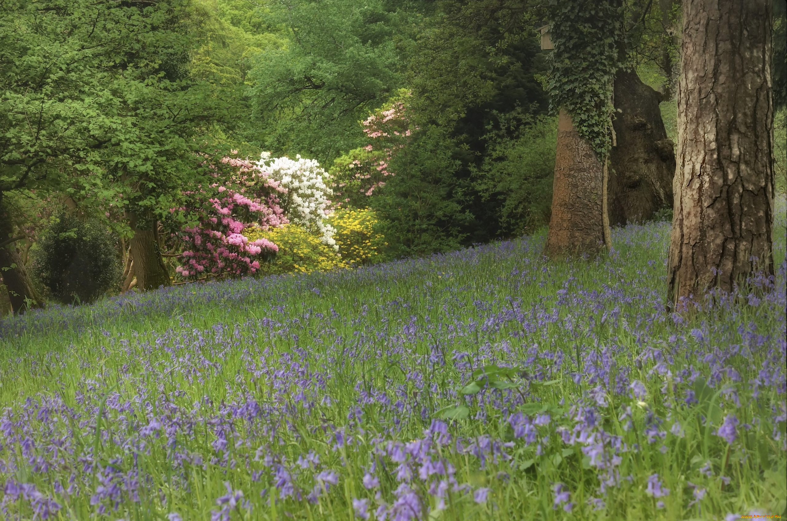 природа, лес, деревья, цветы, колокольчики, поляна, рододендроны, кусты