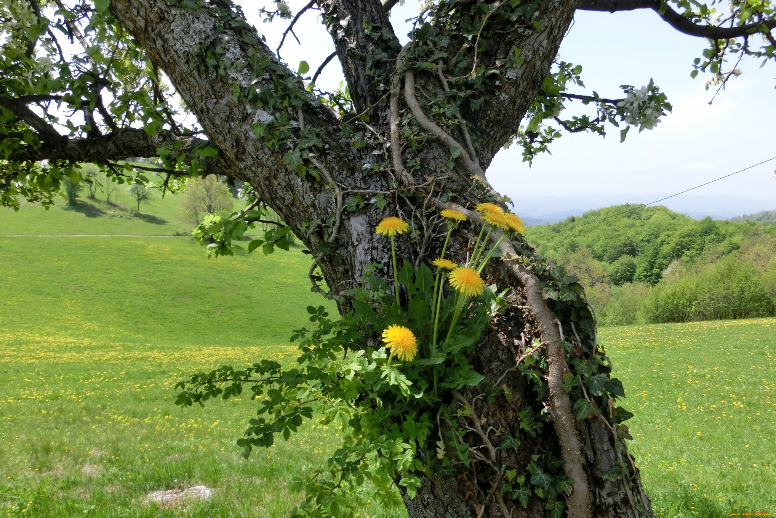 природа, деревья, одуванчики, дерево, трава, луг