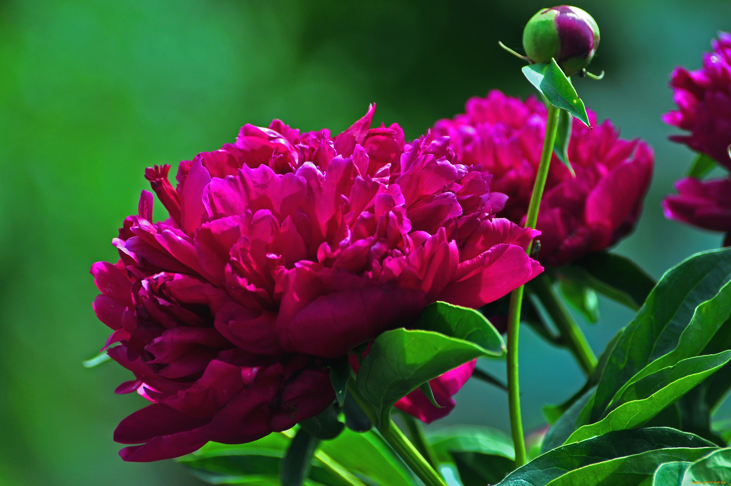 цветы, пионы, лиловый, бутон