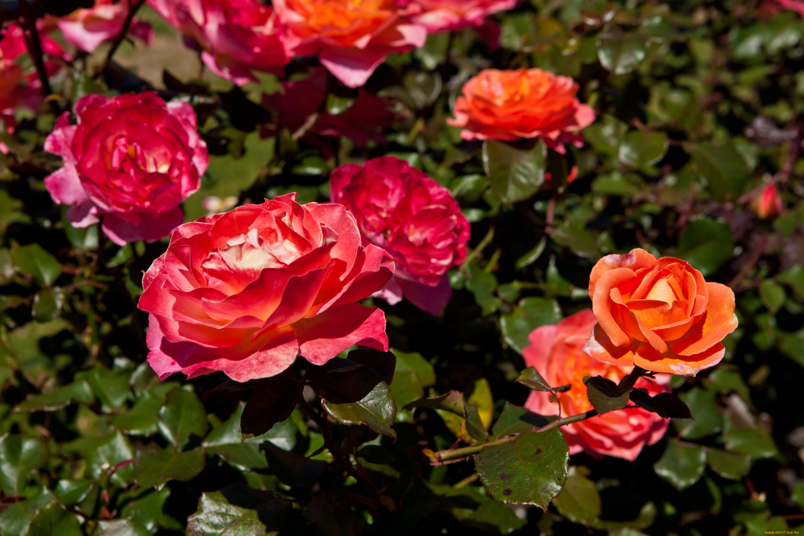 цветы, розы, куст