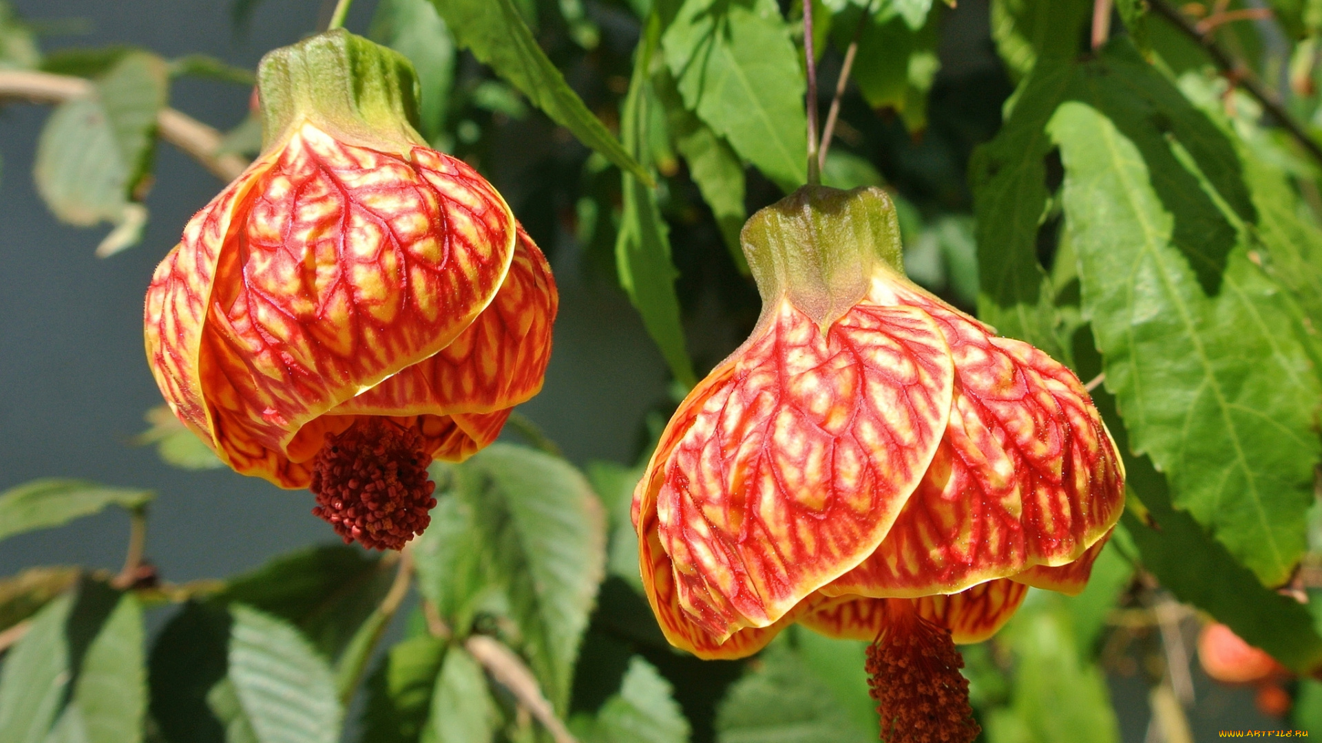 цветы, абутилоны, бутон