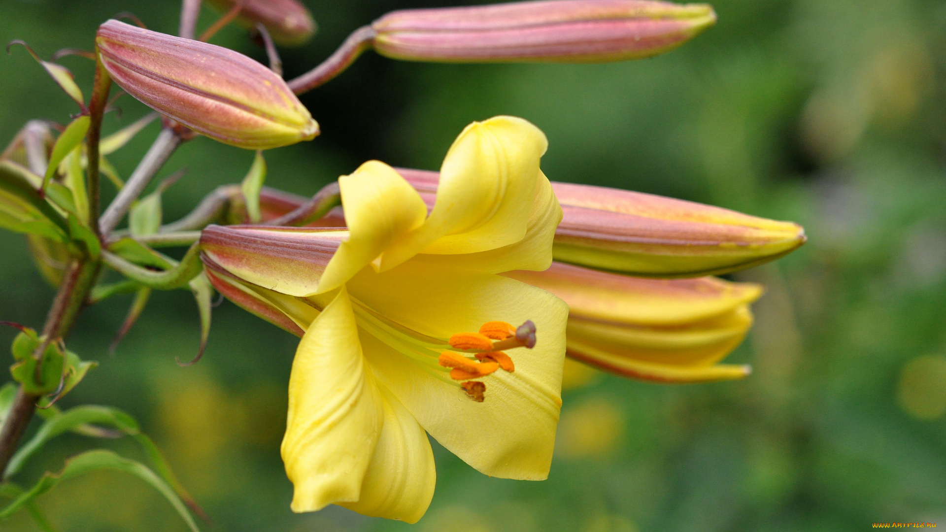 цветы, лилии, , лилейники, желтый